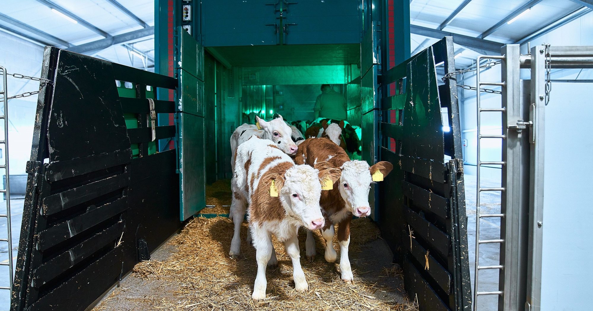 Tiertransporte – Fokus Rind - Netzwerk Fokus Tierwohl
