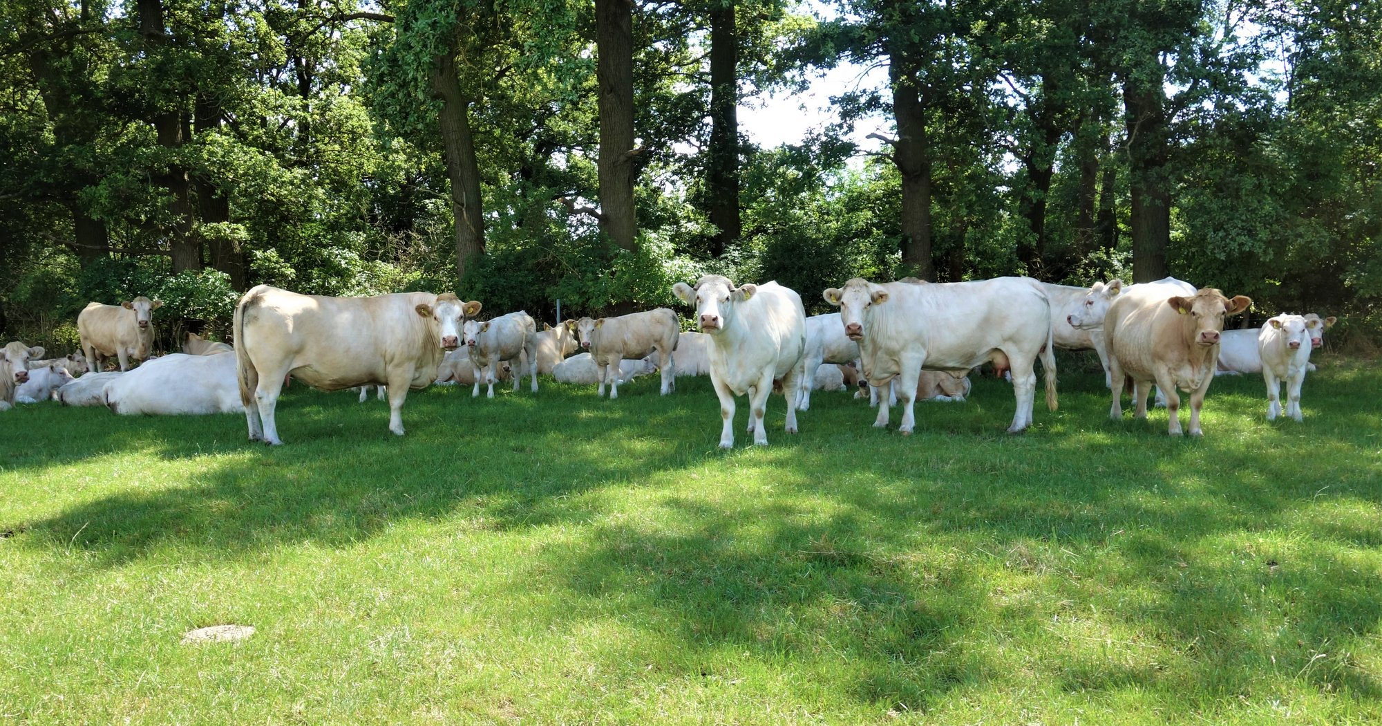 Umgang mit Hitzestress bei Mutterkühen - Netzwerk Fokus Tierwohl
