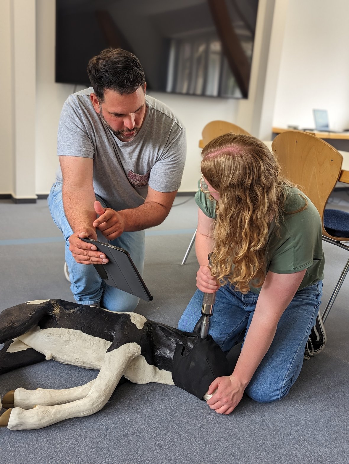2 Personen knien hinter einem Kälber-Dummi, an dem das richtige Veröden der Hornanlage geübt werden kann.