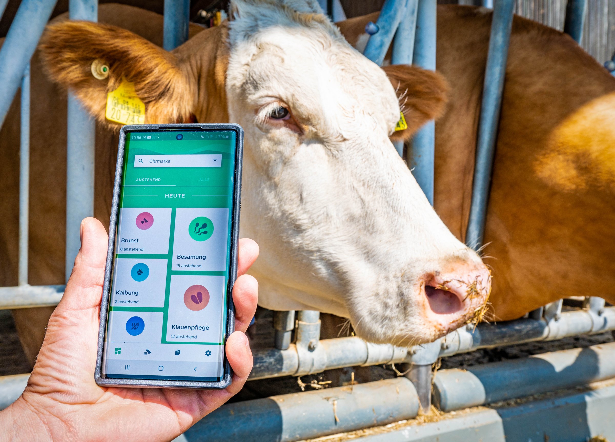 Rind im Fressgitter und Hand mit Smartphone, Display zeigt Dashboard eines Herdenmanagementsystems