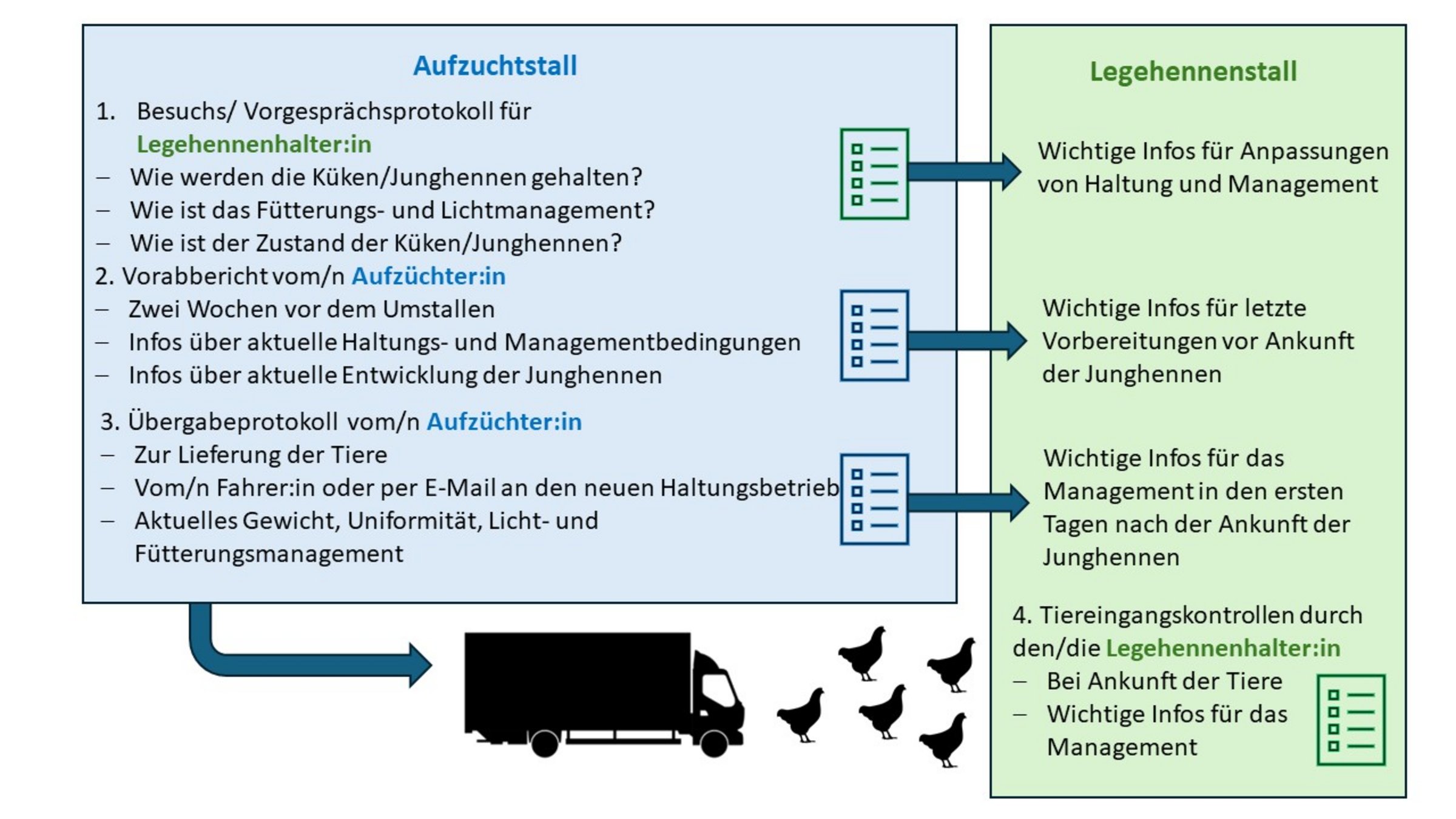 Grafische Darstellung zum Ablauf der Überführung von Junghennen vom Aufzuchtstall in den Legehennenstall. Links ein blauer Bereich „Aufzuchtstall“ mit drei Schritten: (1) Besuchs- und Vorgesprächsprotokoll für Legehennenhalter:innen mit Fragen zu Haltung, Fütterung, Lichtmanagement und Zustand der Tiere; (2) Vorabbericht der Aufzüchter:innen etwa zwei Wochen vor dem Umstallen mit Informationen zu aktuellen Haltungsbedingungen und Entwicklung der Junghennen; (3) Übergabeprotokoll bei Lieferung über Fahrer:in oder per E-Mail mit Angaben zu Gewicht, Uniformität sowie Licht- und Fütterungsmanagement. Pfeile führen zu einem grünen Bereich „Legehennenstall“ mit wichtigen Informationen für Anpassungen im Management, letzte Vorbereitungen vor Ankunft und Maßnahmen in den ersten Tagen. Unten symbolisiert ein Lkw den Tiertransport, daneben sind mehrere Hühnersilhouetten abgebildet.