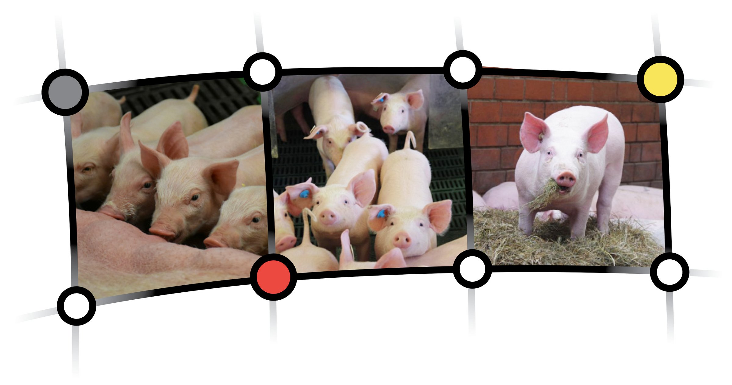Tierwohl Schwein - Fokus Tierwohl
