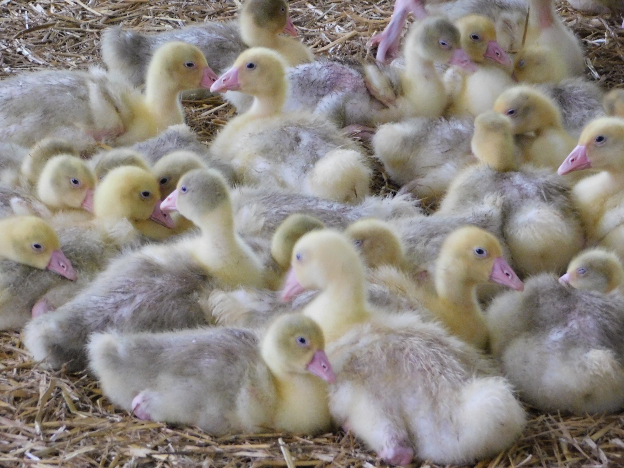 2 Verhalten von Mastgänsen - Fokus Tierwohl